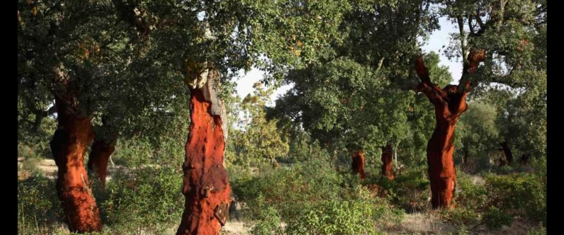 Valdelosa Cork oak Trees