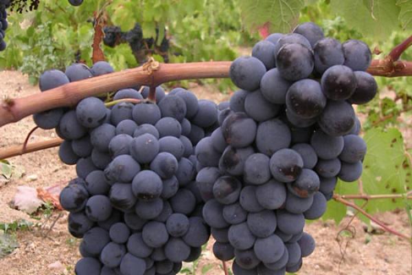 The grape harvest