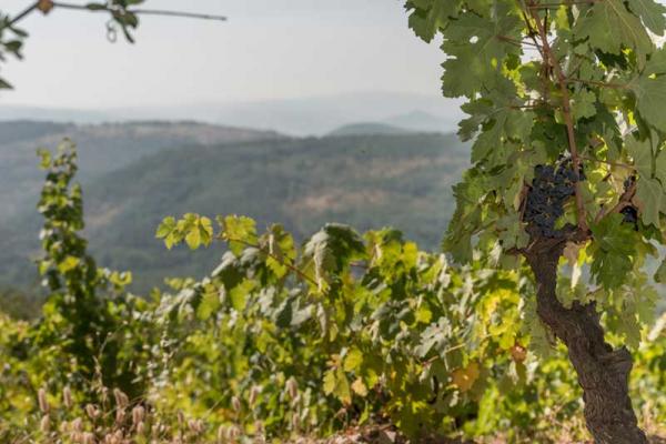 Ruta del Vino Sierra de Francia